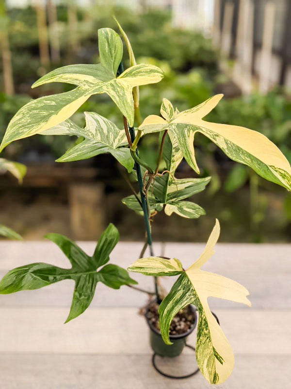 Lg. Philodendron Florida Variegated Plant - Image 12