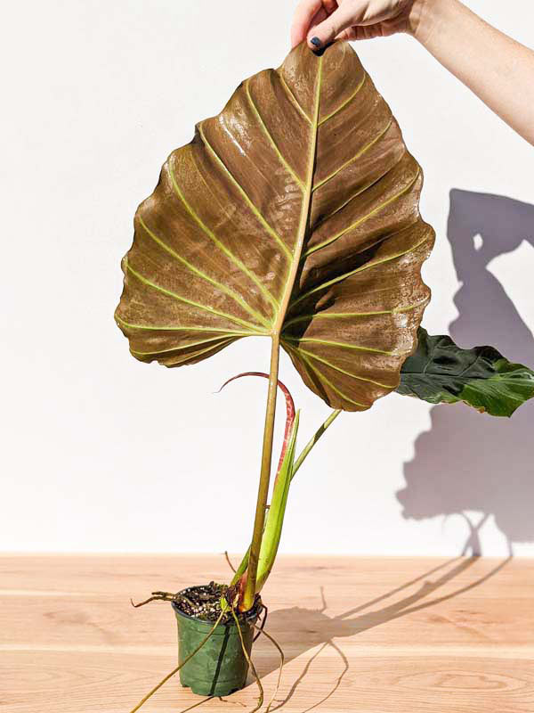 Lg. Philodendron Corsinianum Giant Plant - Image 8
