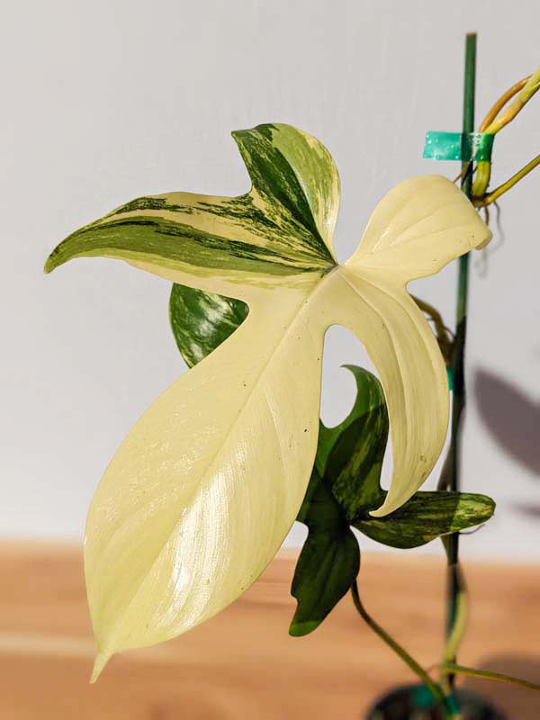 Lg. Philodendron Florida Variegated Plant - Image 8