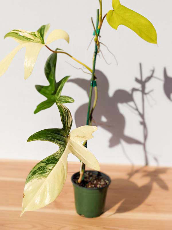 Lg. Philodendron Florida Variegated Plant - Image 11