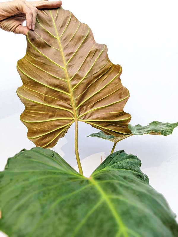 Lg. Philodendron Corsinianum Giant Plant - Image 10