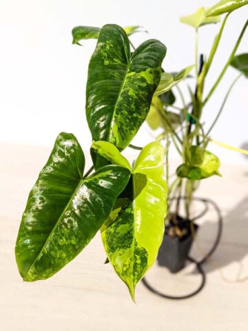 Checkout Special, Philodendron Burle Marx Aurea Variegata Plant