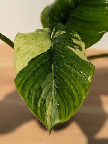 Lg. Borneo Variegated Elephant Ear Plant (homalomena) - Image 14