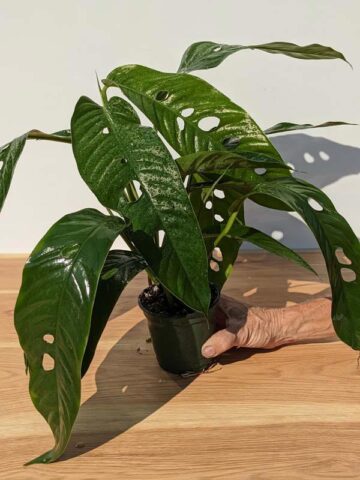 Lg. Rhaphidophora Megasperma Plant