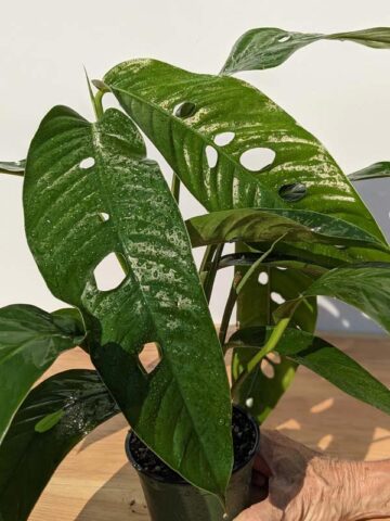 Alternative view of Lg. Rhaphidophora Megasperma Plant