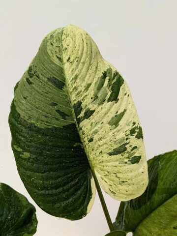 Lg. Borneo Variegated Elephant Ear Plant (homalomena) - Image 12