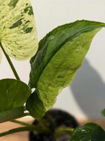 Lg. Borneo Variegated Elephant Ear Plant (homalomena) - Image 9