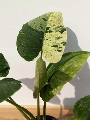 Lg. Borneo Variegated Elephant Ear Plant (homalomena) - Image 10