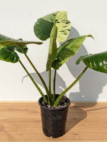 Lg. Borneo Variegated Elephant Ear Plant (homalomena) - Image 11
