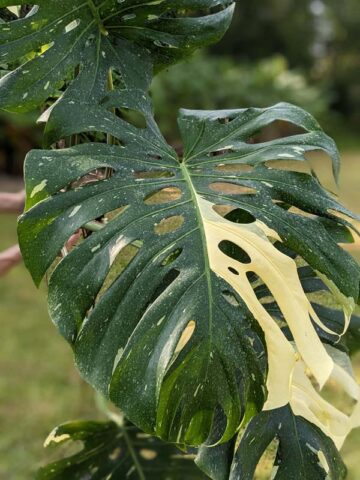 Lg. Monstera Deliciosa Banana Split Plant