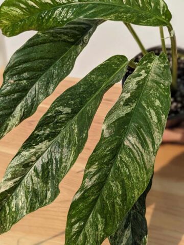 Lg. Rhaphidophora Megasperma Variegata Plant