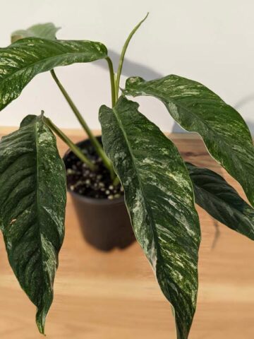 Alternative view of Lg. Rhaphidophora Megasperma Variegata Plant