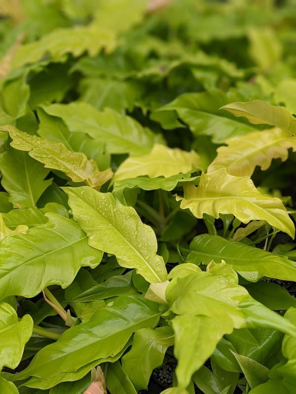 New Philodendron Golden Ring of Fire Plant - Image 4