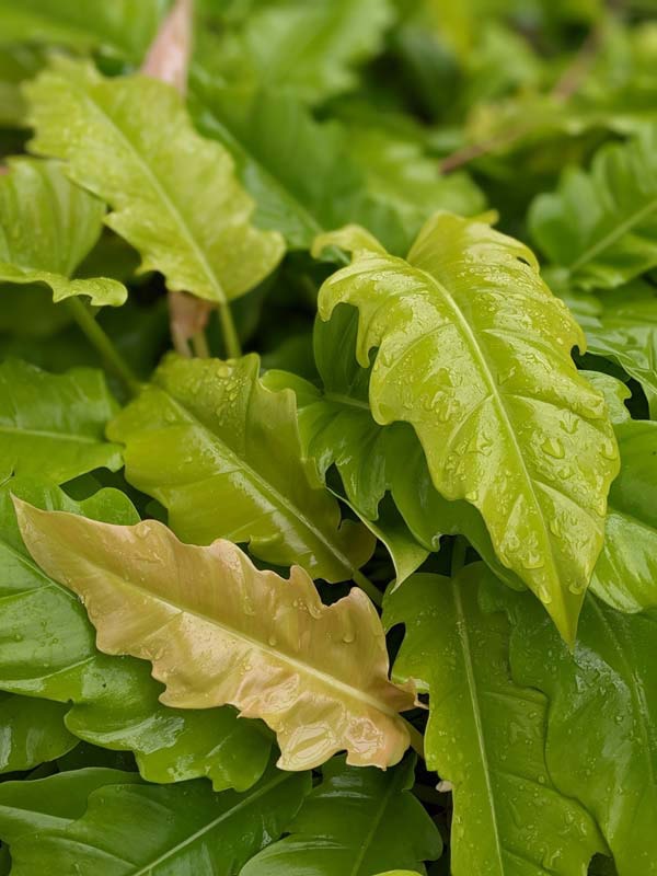 New Philodendron Golden Ring of Fire Plant - Image 3