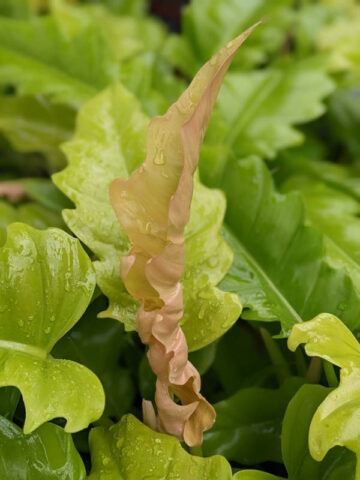 Alternative view of New Philodendron Golden Ring of Fire Plant