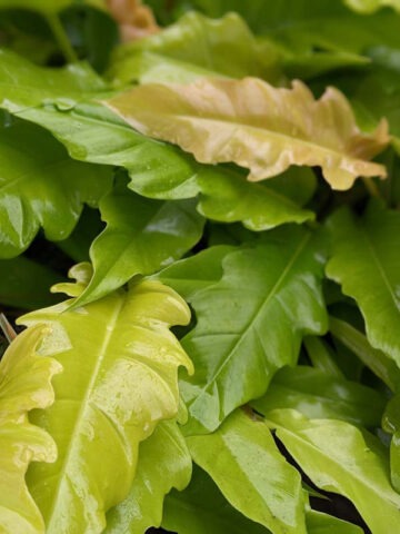 New Philodendron Golden Ring of Fire Plant