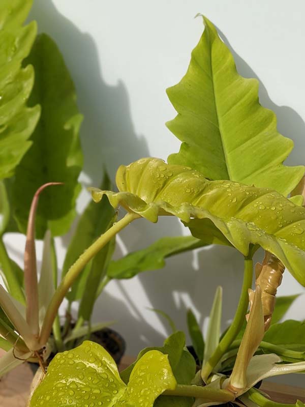New Philodendron Golden Ring of Fire Plant - Image 5