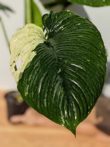 Lg. Borneo Variegated Elephant Ear Plant (homalomena) - Image 6