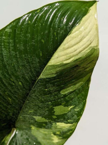 Lg. Borneo Variegated Elephant Ear Plant (homalomena) - Image 7