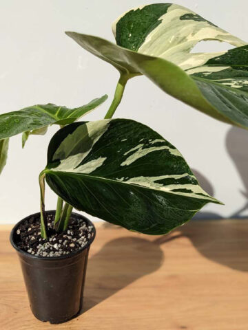 Alternative view of Lg. Monstera Deliciosa cf Sierrana Mint Spider Plant