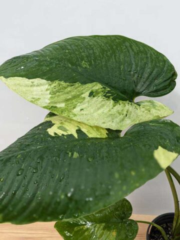 Lg. Borneo Variegated Elephant Ear Plant (homalomena) - Image 5
