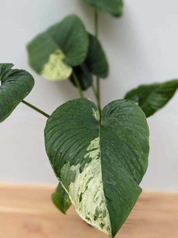 Lg. Borneo Variegated Elephant Ear Plant (homalomena) - Image 4