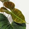 Philodendron Lupinum Corrugated Leaf Plant