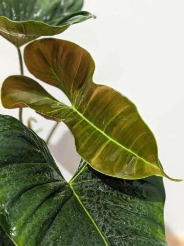 Philodendron Lupinum Corrugated Leaf Plant