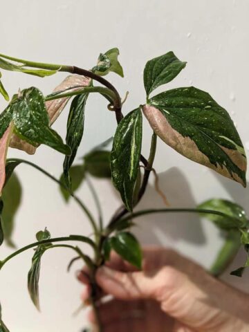 Alternative view of Red Spot Tricolor Arrowhead Plant (syngonium)
