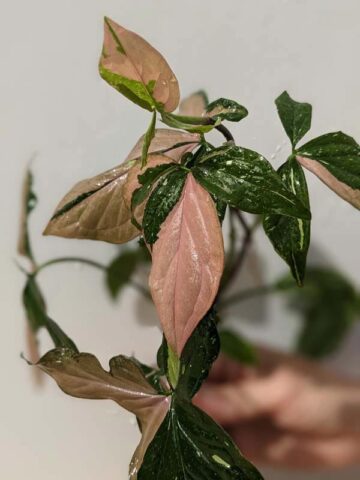 Red Spot Tricolor Arrowhead Plant (syngonium)