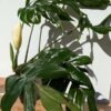 Monstera Glaucescens Plant