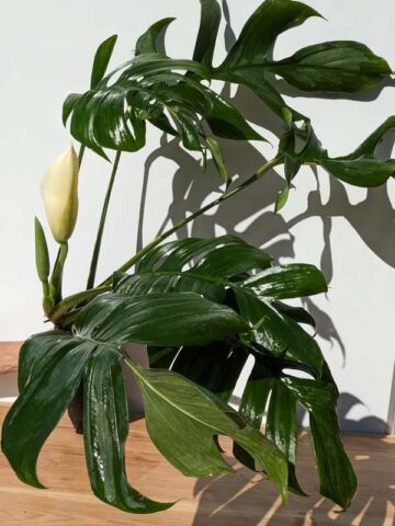 Monstera Glaucescens Plant