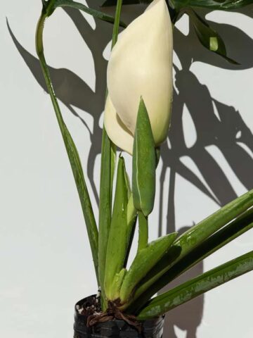 Alternative view of Monstera Glaucescens Plant