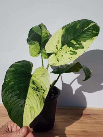 Lg. Borneo Variegated Elephant Ear Plant (homalomena) - Image 15