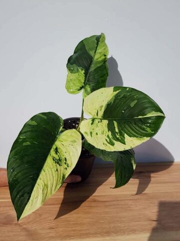 Lg. Borneo Variegated Elephant Ear Plant (homalomena) - Image 3
