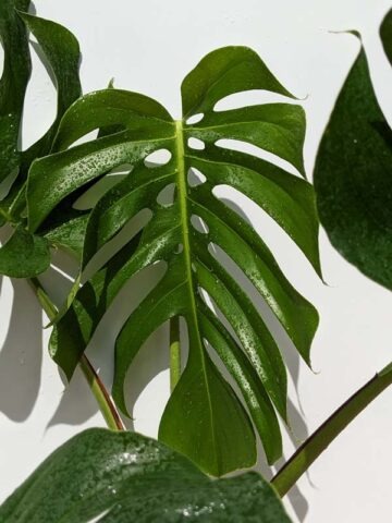 Lg. Monstera Deliciosa cf Sierrana Black Widow Plant