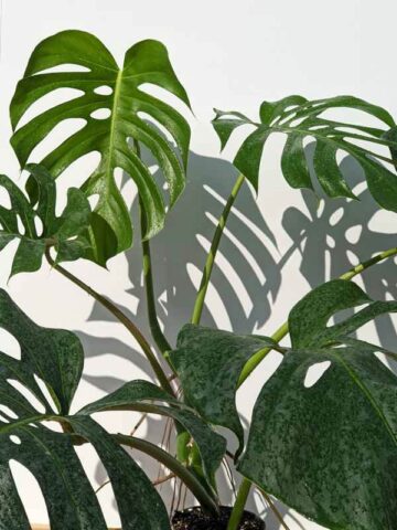 Alternative view of Lg. Monstera Deliciosa cf Sierrana Black Widow Plant