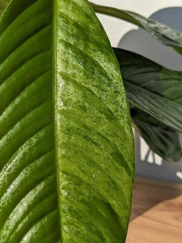 Lg. Rhaphidophora Foraminifera Lime Plant