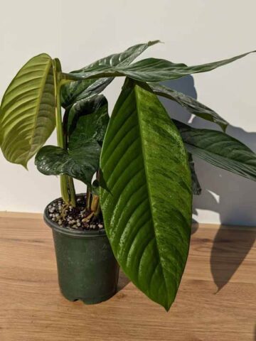 Alternative view of Lg. Rhaphidophora Foraminifera Lime Plant