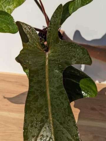 Lg. Philodendron Florida Bronze Plant - Image 4