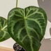 Lg. Anthurium Regale Hybrid Plant