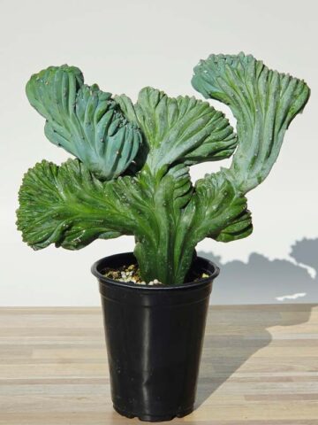 Lg. Myrtillocactus Geometrizans Blue Crest Cactus (Actual Plant Last Pics) #1 - Image 6