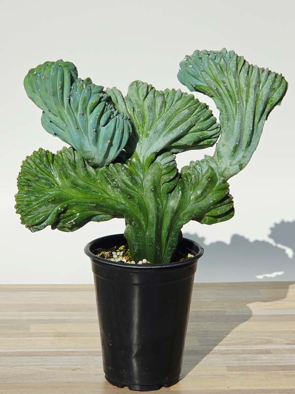 Lg. Myrtillocactus Geometrizans Blue Crest Cactus (Actual Plant Last Pics) #1 - Image 6
