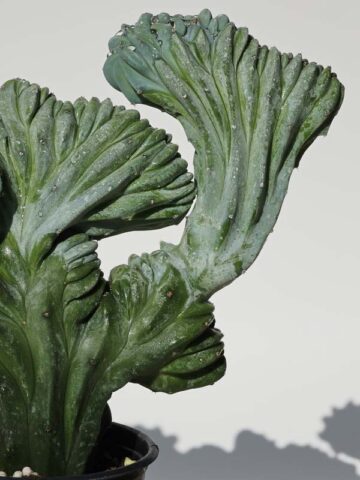 Lg. Myrtillocactus Geometrizans Blue Crest Cactus (Actual Plant Last Pics) #1 - Image 5