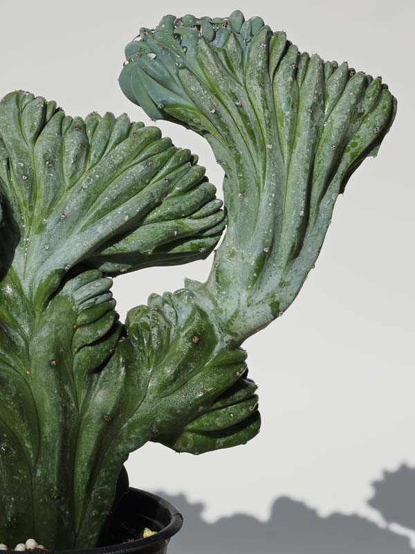 Lg. Myrtillocactus Geometrizans Blue Crest Cactus (Actual Plant Last Pics) #1 - Image 5