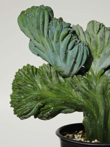 Lg. Myrtillocactus Geometrizans Blue Crest Cactus (Actual Plant Last Pics) #1 - Image 7
