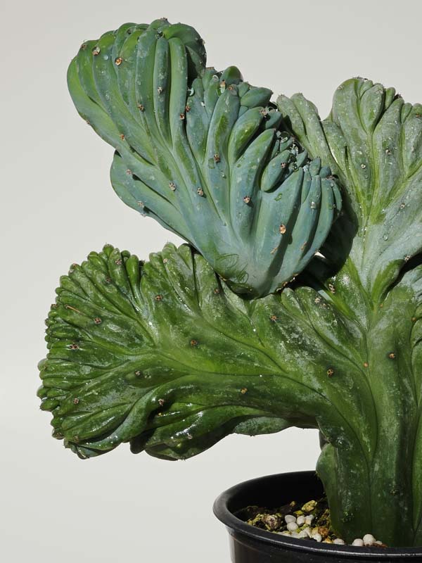 Lg. Myrtillocactus Geometrizans Blue Crest Cactus (Actual Plant Last Pics) #1 - Image 7