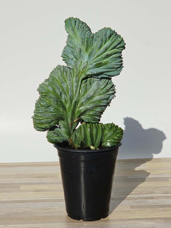 Lg. Myrtillocactus Geometrizans Blue Crest Cactus (Actual Plant Last Pics) #2 - Image 6