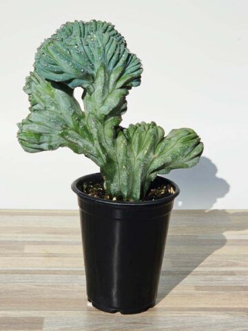 Lg. Myrtillocactus Geometrizans Blue Crest Cactus (Actual Plant Last Pics) #3 - Image 5