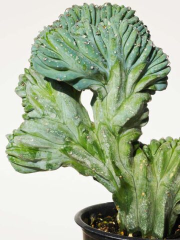 Lg. Myrtillocactus Geometrizans Blue Crest Cactus (Actual Plant Last Pics) #3 - Image 6